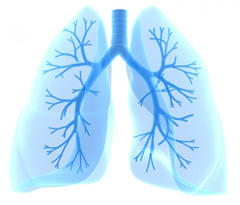 Оценка спирограммы позволяет оценить функцию внешнего дыхания