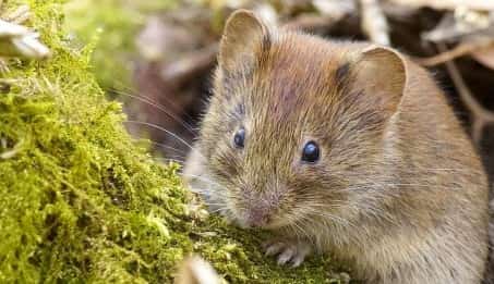 Геморрагическую лихорадку с почечным синдромом передают мыши