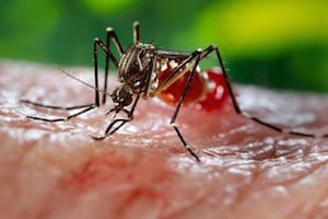 Возбудитель лихорадки Денге переносится комарами