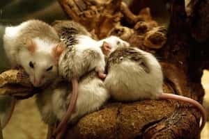 Лихорадка Ласса передается от крыс
