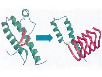 Прион - видоизмененная молекула белка