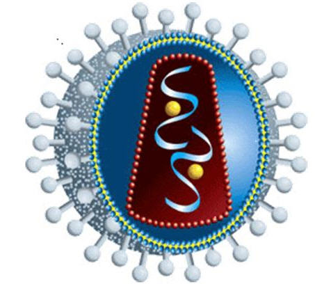 Строение вирусной частицы ВИЧ
