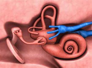 Слуховой нерв относится к внутренним структурам черепа