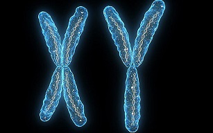 Причина гемофилии - мутация в Х-хромосоме
