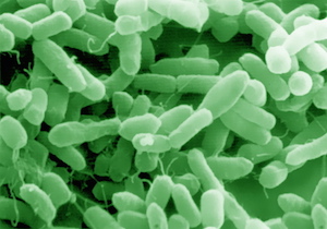 Анаэробная бактерия клостридия ботулизма