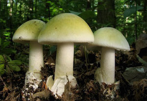 Бледная поганка - смертельно опасный гриб