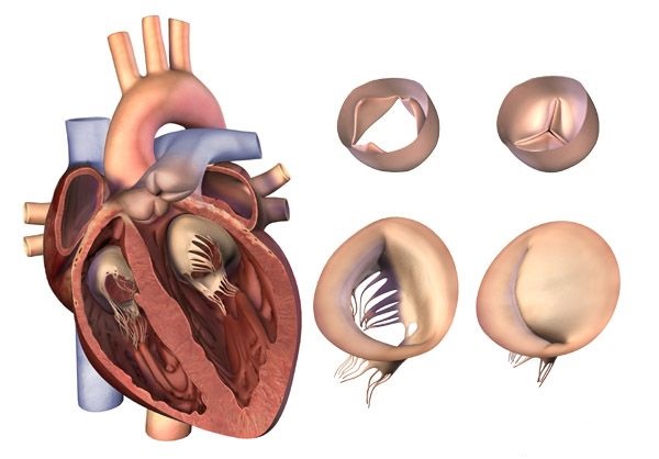 Механизм развития приобретенных пороков сердца