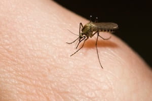 При укусе комара развивается выраженный зуд