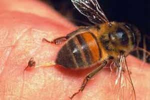При укусе пчелы в ранку попадает яд