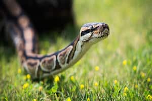 Укусы  змей - несут опасность для жизни